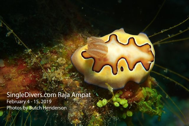 Nudibranch Nudibranch