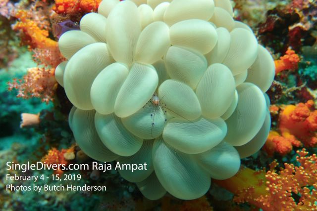 Shrimp Bubble Coral