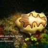 Nudibranch