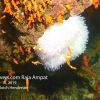 Clownfish White Anemone
