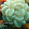 Shrimp Bubble Coral