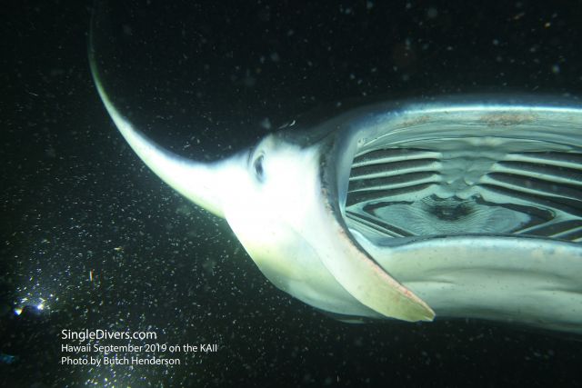 Manta on night dive "Manta Mayhem" site - open wide