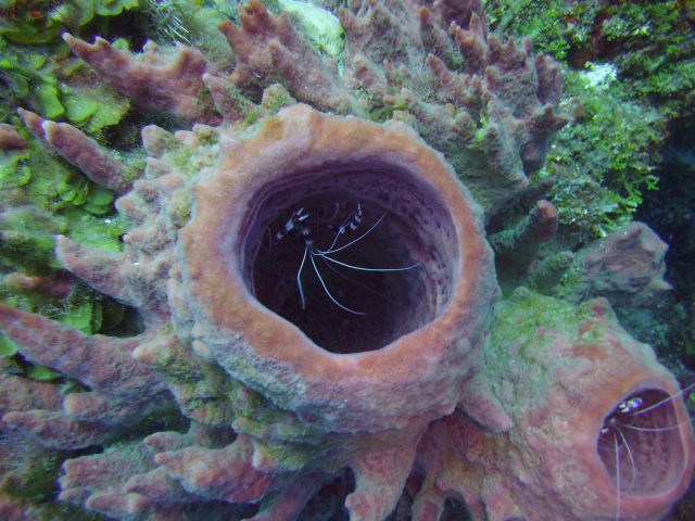 Harlequin Shrimp in a sponge