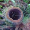 Harlequin Shrimp in a sponge