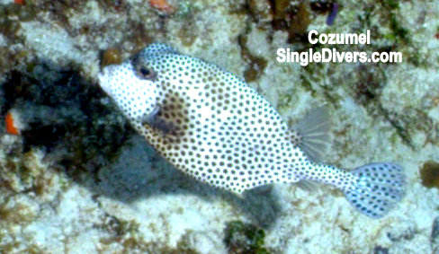 CZM cowfish P1160913