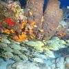 CZM Reef   fish P1160934