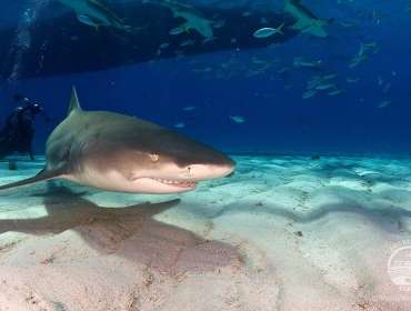 Tiger Beach Shark