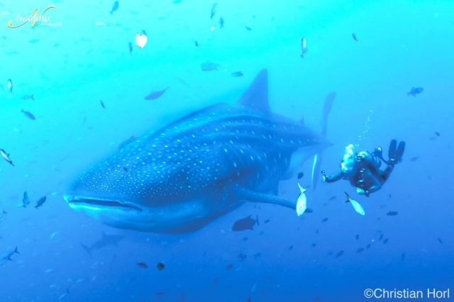Socorro whale shark 001