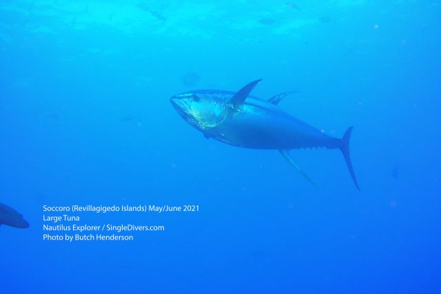 Large Tuna