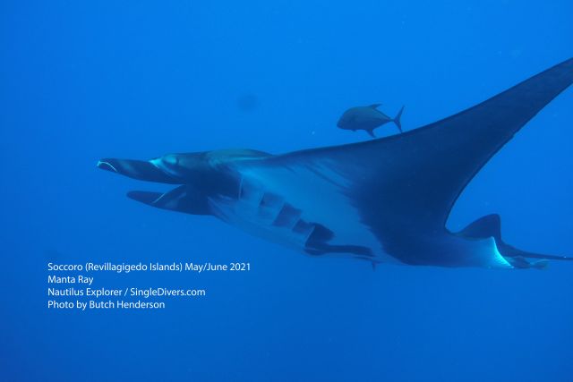 Manta Ray from the side