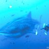 Socorro whale shark 001