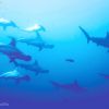 Socorro schooling hammerheads 001