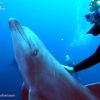 Socorro dolphin