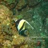 Moorish Idol