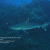 Silver Tip Shark