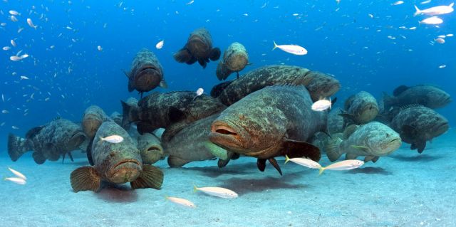 GROUP OF GROUPER CC