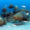 GROUP OF GROUPER CC