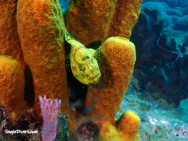 SD DOM Frogfish P1010083