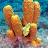 SD DOM Frogfish In Sponge See Me Now P1010096