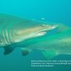 2 Sand Tiger swimming in formation