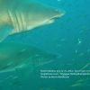 2 Sand Tiger swimming in formation farther away