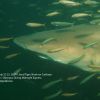 Sand Tiger swimming through fish closeup