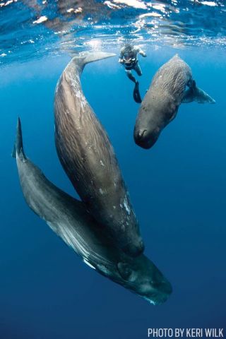 scuba diving sperm whales dominica