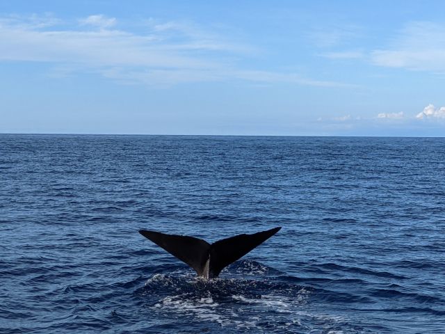 Sperm whale tail Sperm whale tail