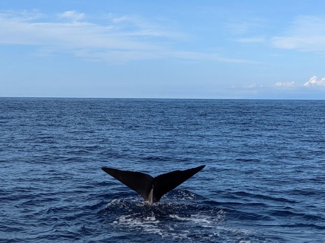 Sperm whale tail