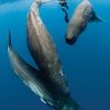 scuba diving sperm whales dominica