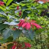 Pointsettia