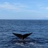 Sperm whale tail