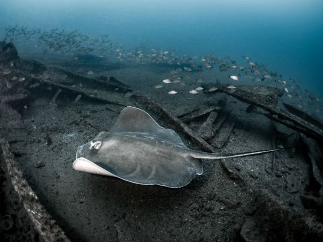 southern stingray Caribsea Houppermans 2LOW