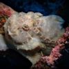 Frogfish Dottie