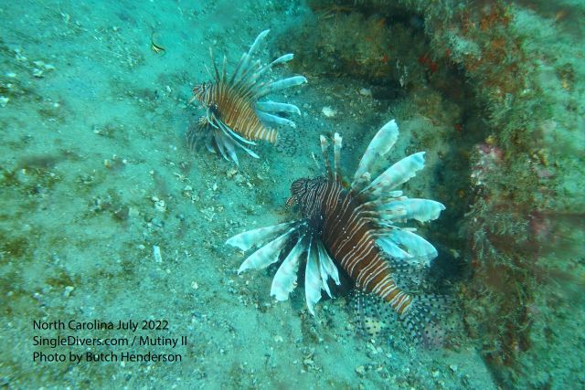 Lionfish on Hardy wreck.