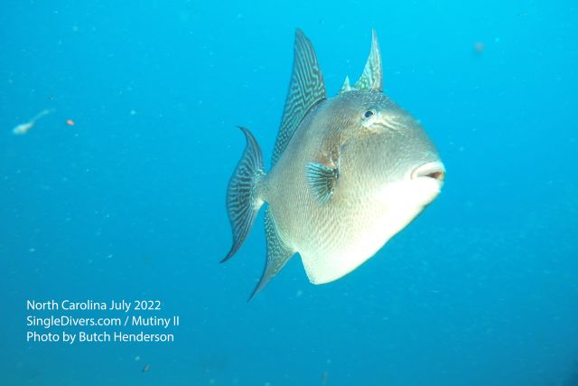 Triggerfish