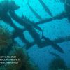 Barracudas on wreck