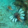 Lionfish on Hardy wreck.