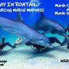 SD POSTER Roatan Dolphins