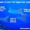 SD POSTER Jan 22 eagle rays