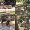 crystalriverhomosa springs animals