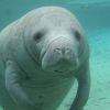 manatee 2