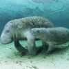 West A Manatee4