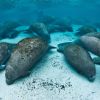 5manatee