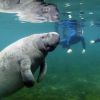 manatee