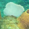 Barrel Sponges and SeaFan