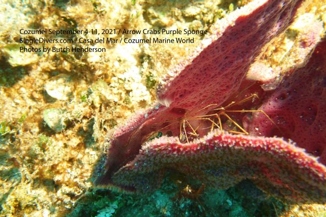 Arrow Crab in a Purple Sponge