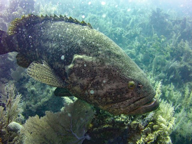 Goliath Grouper