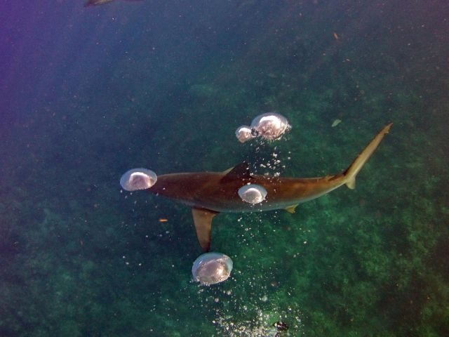 Shark - photobombed by bubbles