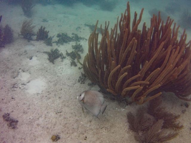 Gray Angelfish